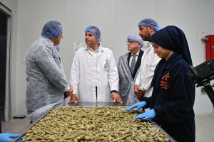  Balıkesir Büyükşehir Belediyesi, Gömeç bamyasını bamya cipsine dönüştürerek dünya pazarına sundu. Çiftçilere ve kadın istihdamına katkı sağlayan proje ile bamya cipsi 41 dolardan satılıyor.