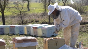 Balıkesir Büyükşehir Belediyesi, BAÇEM, BALMEK ve Burhaniye Halk Eğitim Merkezi iş birliğiyle 6-17 Ocak 2025 tarihleri arasında 1. Uygulamalı Arıcılık Kursu düzenliyor. Başvurular 22 Aralık’a kadar devam ediyor!