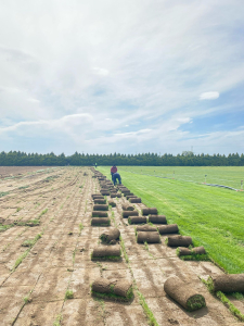 Balıkesir Büyükşehir Belediyesi, yeşil alanlarda kullandığı rulo çimleri, BAÇEM yerleşkesinde 14 bin 200 metrekarelik alanda kendisi üretiyor. Daha az su tüketen ve kuraklığa dayanıklı çimler belediye bütçesine katkı sağlarken peyzaj alanlarını da güzelleştiriyor