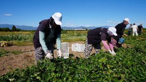 BAÇEM arazilerinde yerel tohumlardan yetiştirilen domates, biber, patlıcan, kavun ve karpuz çeşitleri